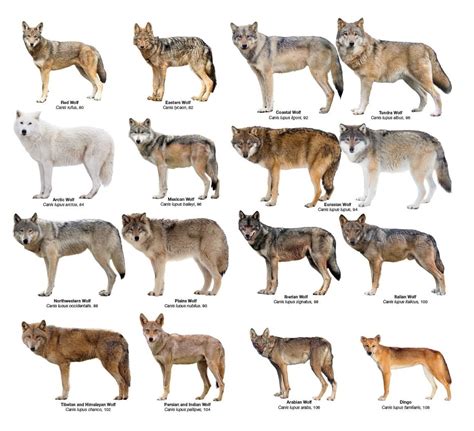 Wolves .